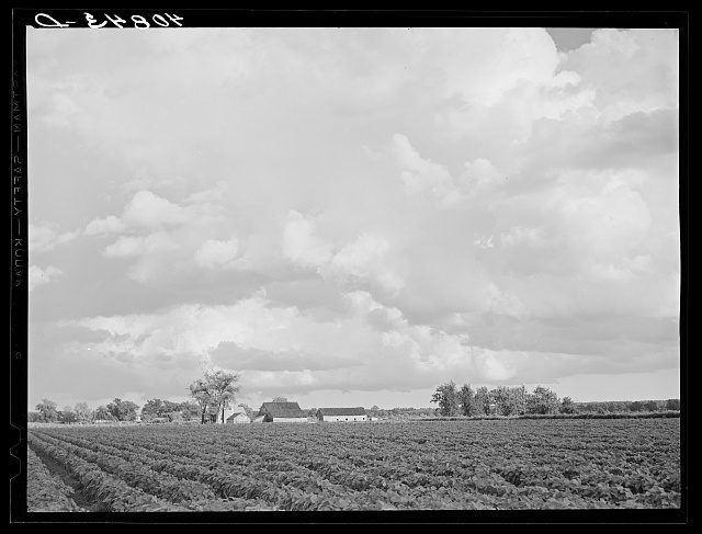 James Edwards was among the migrant farm laborers that worked in this field of tomatoes in Shawboro, N.C., in 1940. Photo by Jack Delano. Courtesy, Library of Congress