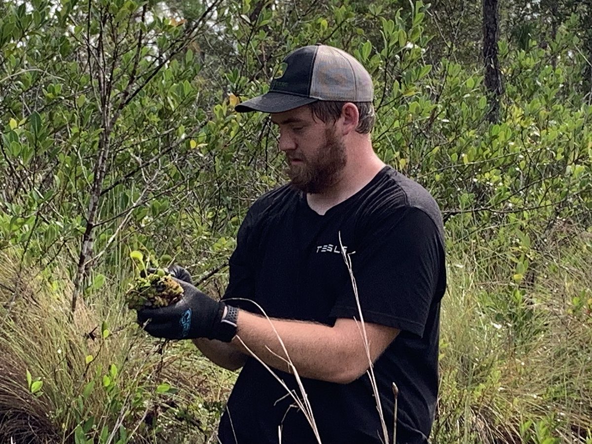 Jared Lukavski picks out debris around a Venus flytrap he dug up from a roadside ditch in Boiling Spring Lakes. Lukavski drove from his home in Charlotte for a second time this month to help relocate the unusual plants to a location where they will not be disturbed. Photo: Trista Talton