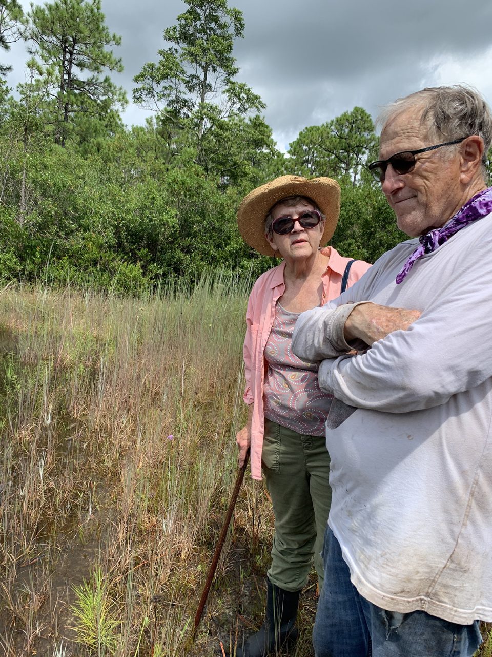 Retired endangered species biologist Julie Moore talks with Charley Winterbauer, co-chair of the Southeast Chapter of the N.C. Native Plant Society as volunteers replant Venus flytraps on land owned and managed by the city of Boiling Spring Lakes. Photo: Trista Talton