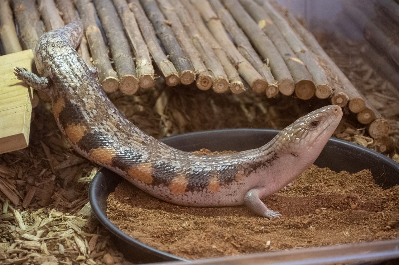 The North Carolina Aquarium at Pine Knoll Shores needs help naming Photo: Vote for your two favorite names for two female blue-tongue skinks. Photo: N.C. Aquariums