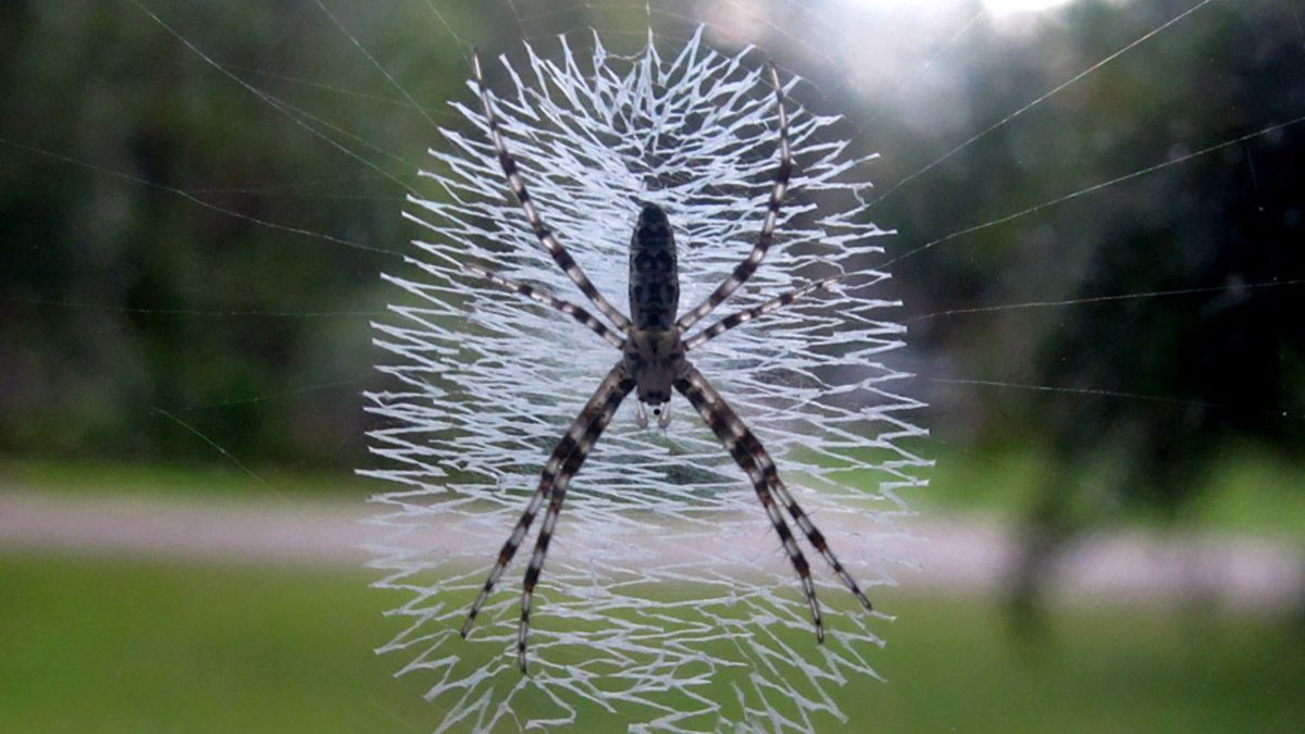 An orb-weaver spider sits in it's intricate patterned web in the Porters Neck area just outside Wilmington. Photo: Mark Courtney