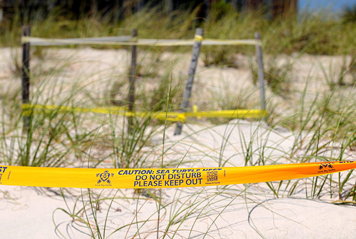 Ecofriendly caution tape from Love thy turtle marks the location of a sea turtle nest in the background on North Topsail Beach. The tape contains a QR code that can be scanned by a smartphone and take beachgoers to a map of local turtle rescue locations, in this case the Karen Beasley Sea Turtle Rescue in Topsail Beach. Photo: Mark Courtney