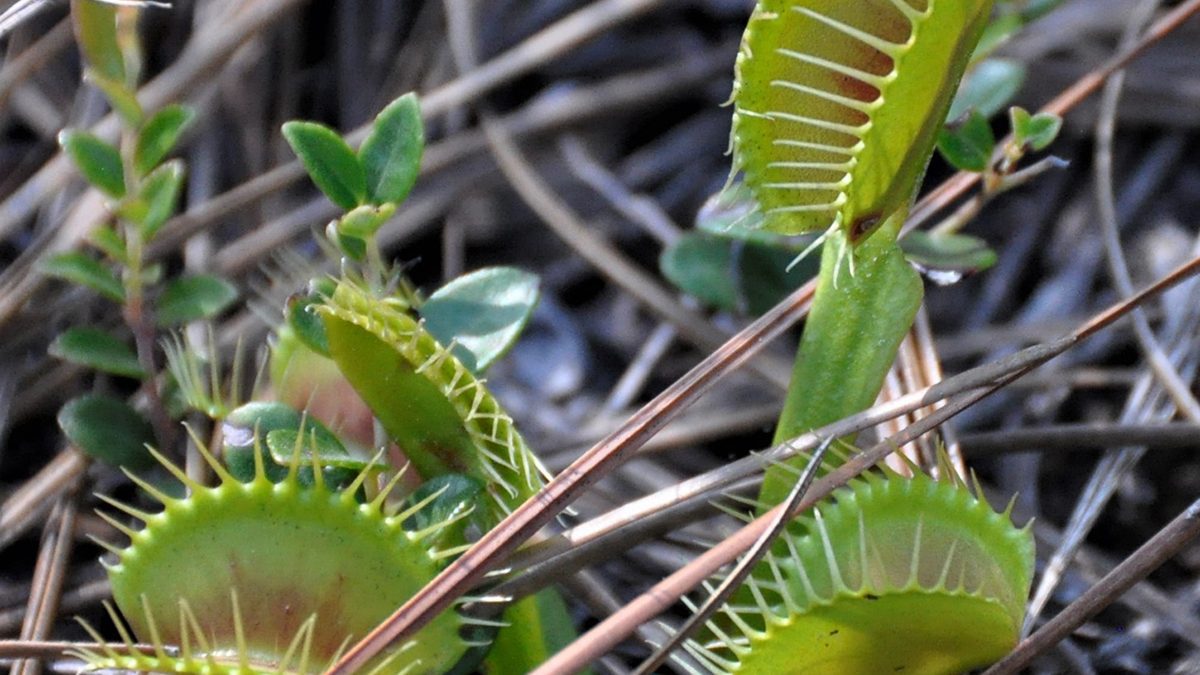 Venus flytrap in the Green Swamp Preserve in Brunswick County. Photo: J. Randall