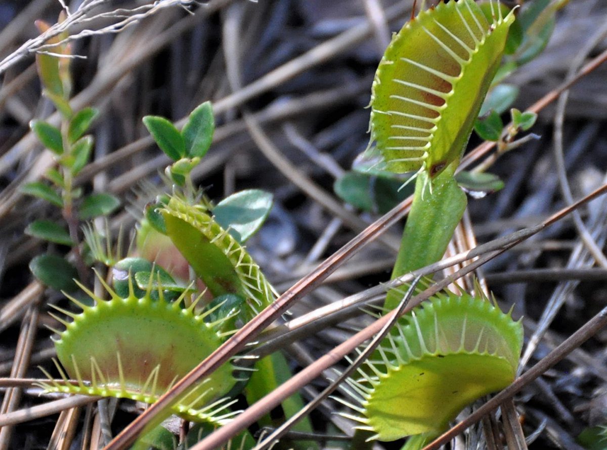 just got this Venus fly trap from a friend does anyone knows if it looks  healthy? It is also my first carnivorous plant so I can use some tips if  you have