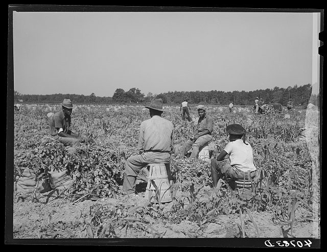 Waiting for the foreman to show up, Belcross, N.C., 1940. Delano indicated that they were being paid a dollar a day. Photo by Jack Delano. Courtesy, Library of Congress

