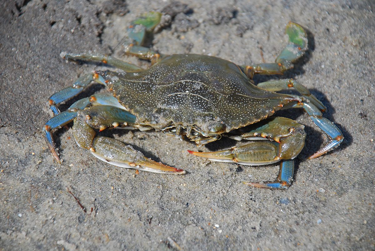 An Atlantic blue crab caught at the Long Point dock on Core Banks. Photo: Jarek Tuszyński/Creative Commons