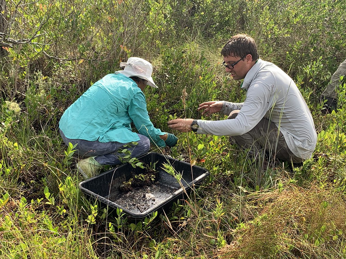 Tyler Gramley, right, assists one of several volunteers removing hundreds of Venus flytraps from a roadside ditch in Boiling Spring Lakes. Gramley, vice president of the North American Sarracenia Conservancy, has been leading efforts to relocate flytraps from roadsides where development is being planned to an area of land owned and managed by the city. Photo: Trista Talton