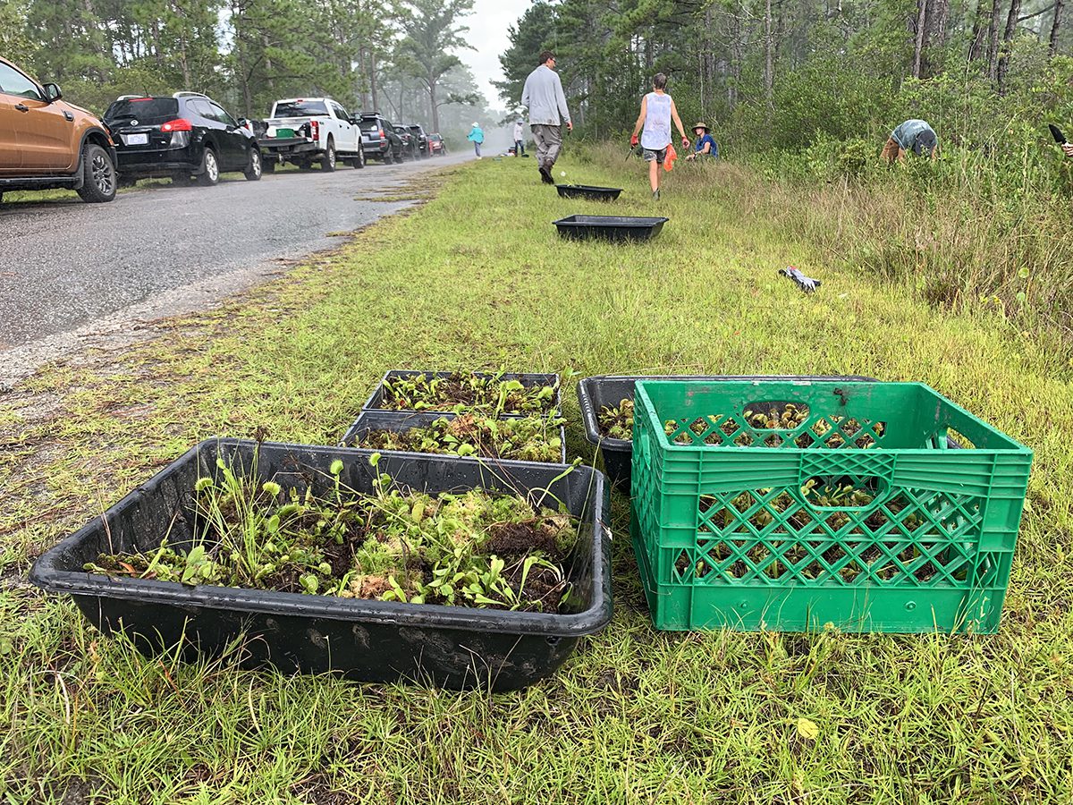 Volunteers help remove Venus flytraps from harm's way