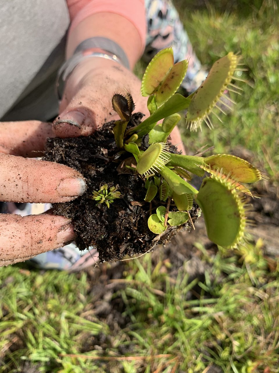One of hundreds of Venus flytrap volunteers is painstakingly digging from a series of roadsides where utility crews are expected to begin installing water and sewer lines.  The plants are moved to land owned and operated by Boiling Spring Lakes.  Photo: Trista Talton