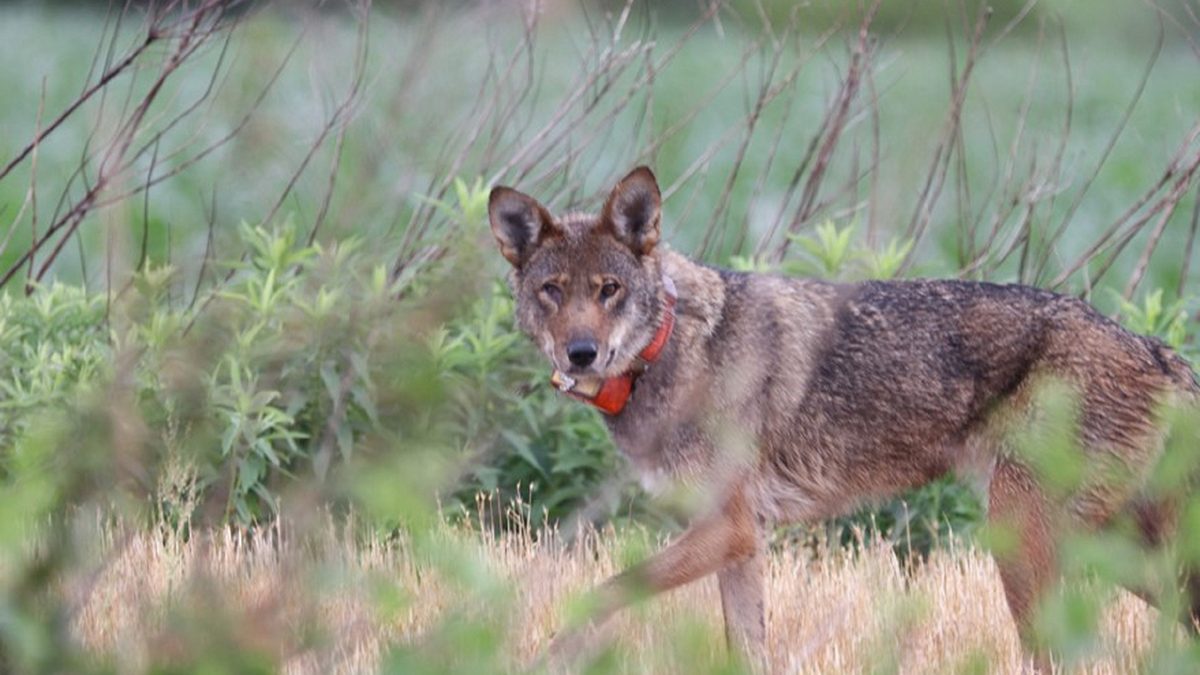 A 4-year-old female red wolf crosses a field on Pocosin Lakes National Wildlife Refuge. Photo: Leigh Gill/USFWS
