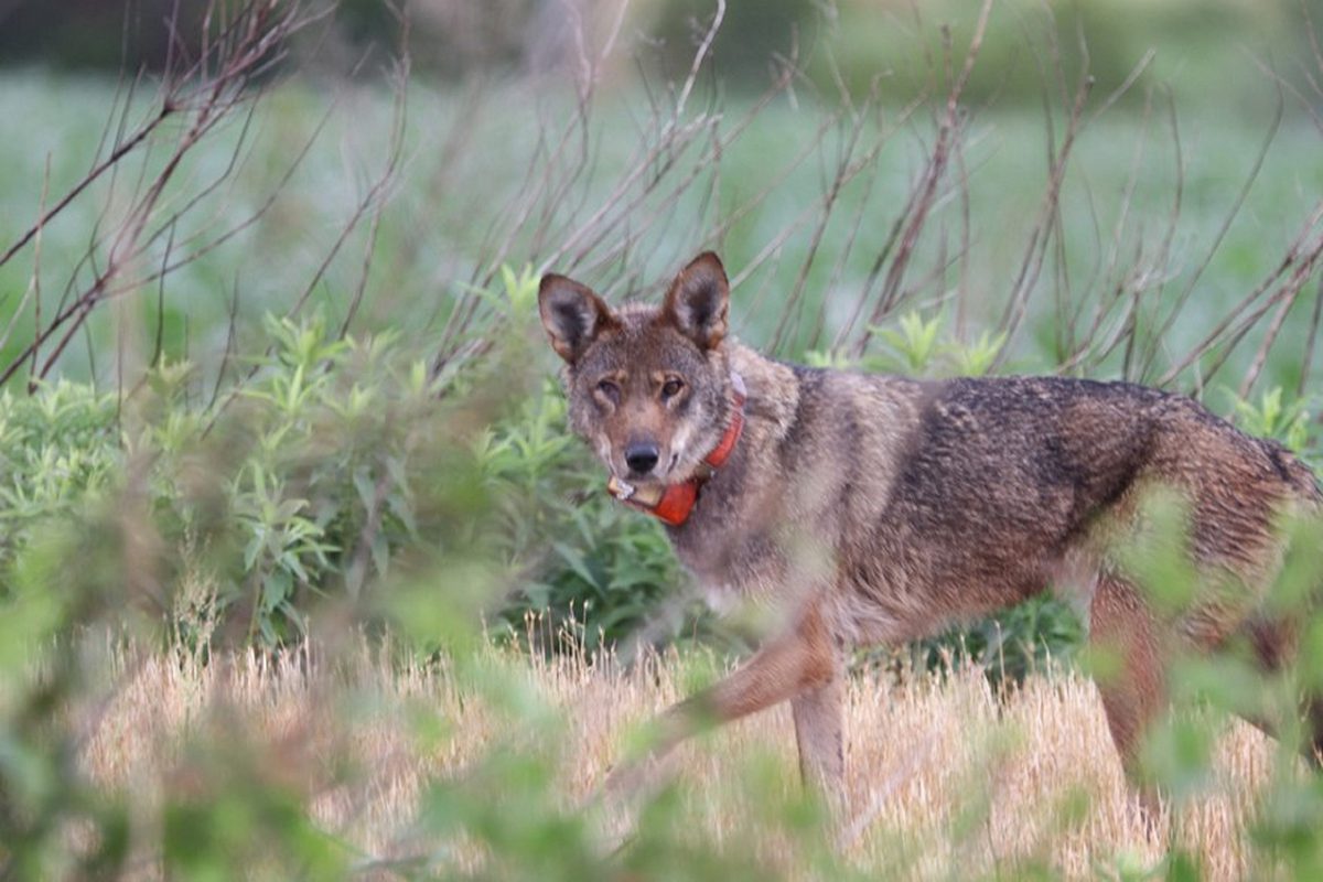 A 4-year-old female red wolf crosses a field on Pocosin Lakes National Wildlife Refuge. Photo: Leigh Gill/USFWS