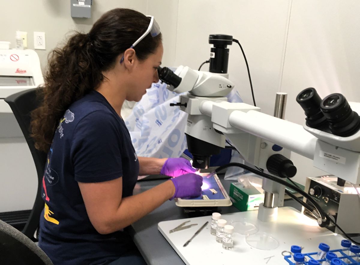 University of North Carolina Wilmington assistant professor Lorian Schweikert's research led to the discovery of cells in the skin of hogfish that allow the fish to "see" themselves change color. Photo: Courtesy of Lorian Schweikert