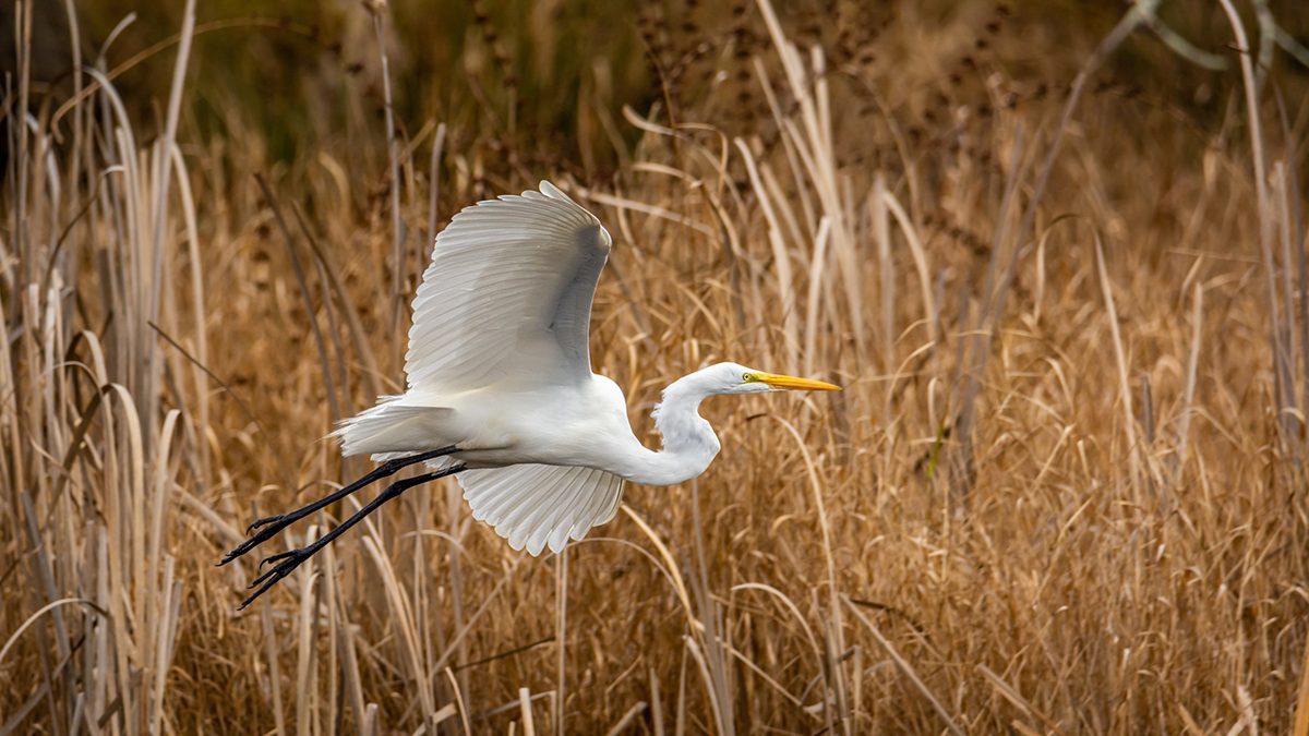 A great egret takes flight. Waterfowl such as egrets have declined in numbers in Currituck Sound over the decades. Photo: Leonard Billie/Audubon Photography Awards