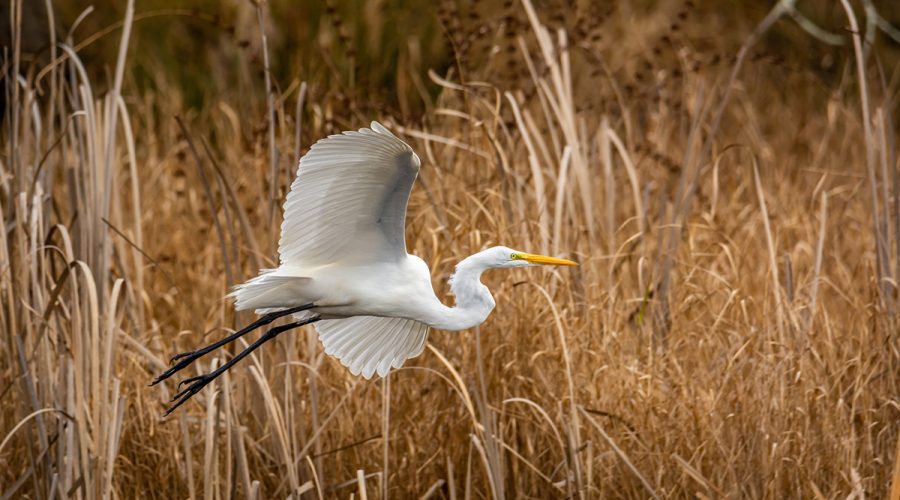 A great egret takes flight. Waterfowl such as egrets have declined in numbers in Currituck Sound over the decades. Photo: Leonard Billie/Audubon Photography Awards