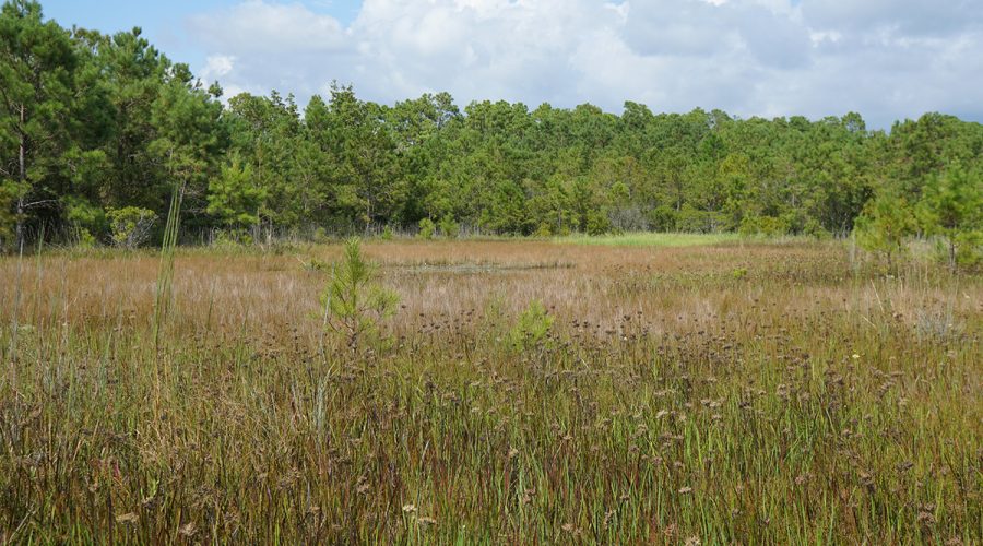 Isolated wetlands, such as this scene at Boiling Spring Lakes Preserve in Brunswick County, include diverse plant species, serve important water quality and flood-protection roles, and may not always look to the public like wetlands. Photo: Kristie Gianopulos/NC Wetlands