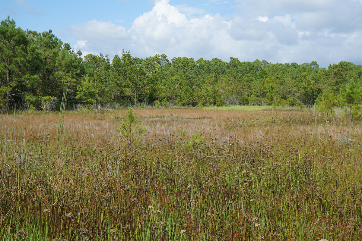 Isolated wetlands, such as this scene at Boiling Spring Lakes Preserve in Brunswick County, include diverse plant species, serve important water quality and flood-protection roles, and may not always look to the public like wetlands. Photo: Kristie Gianopulos/NC Wetlands