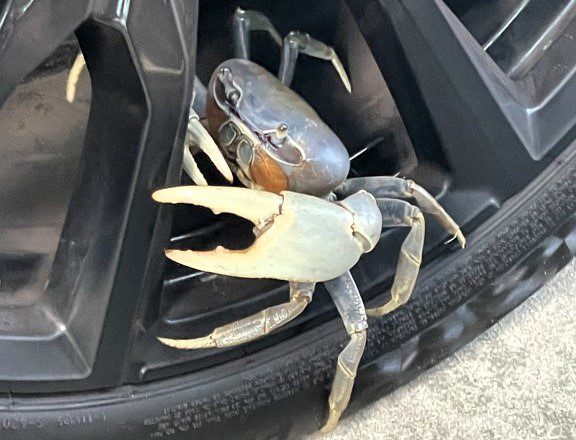 Adult blue land crab spotted in Emerald Isle. Photo: D. O’Leary/NCDEQ