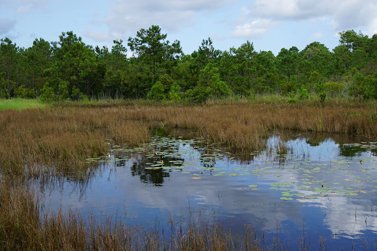 Isolated wetlands at Boiling Spring Lakes Preserve in Brunswick County. Photo: Kristie Gianopulos/NC Wetlands