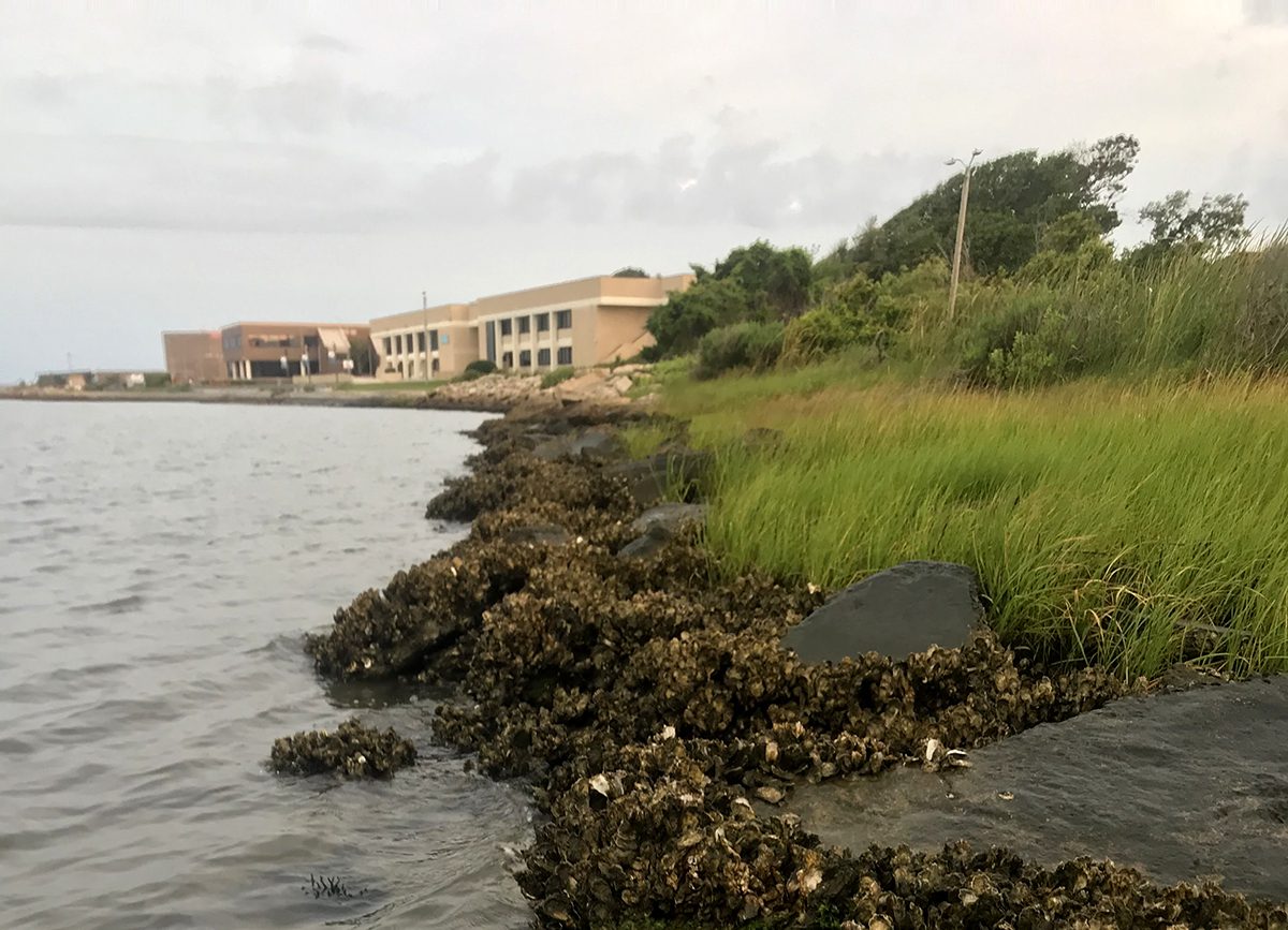 A living shoreline protecting structures at the Carteret Community College campus in Morehead City is an example of a nature-based solution. Photo: North Carolina Coastal Federation