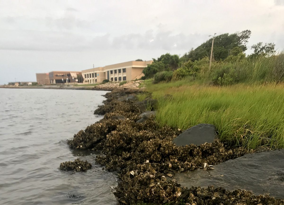 A living shoreline at the Carteret Community College campus in Morehead City. Photo: North Carolina Coastal Federation