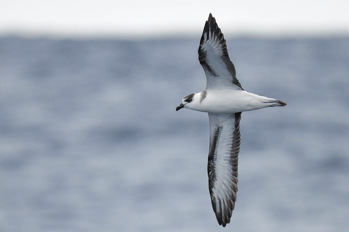 A lighter-colored black-capped petrel. Photo: Kate Sutherland