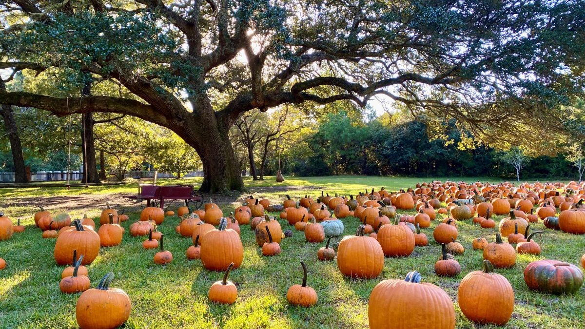 Island Farm is readying to host its 12th annual Pumpkin Patch event every Saturday in October. Photo: Island Farm