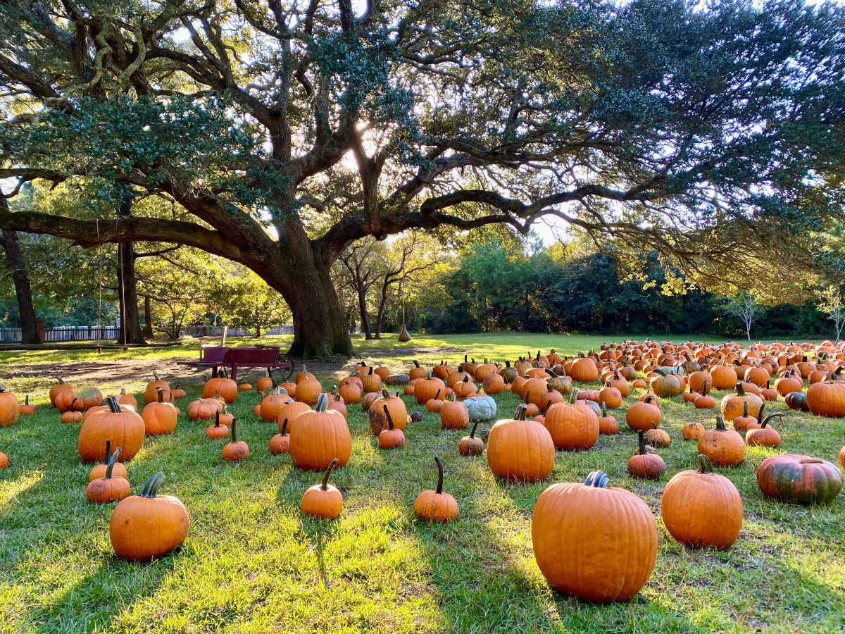 Island Farm is readying to host its 12th annual Pumpkin Patch event every Saturday in October. Photo: Island Farm