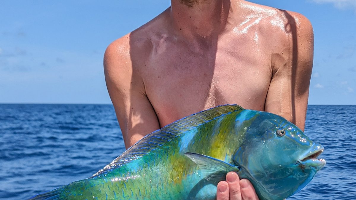 Connor Stone of Southport shows off his 3-pound, 11-ounce puddingwife wrasse. Photo: Division of Marine Fisheries