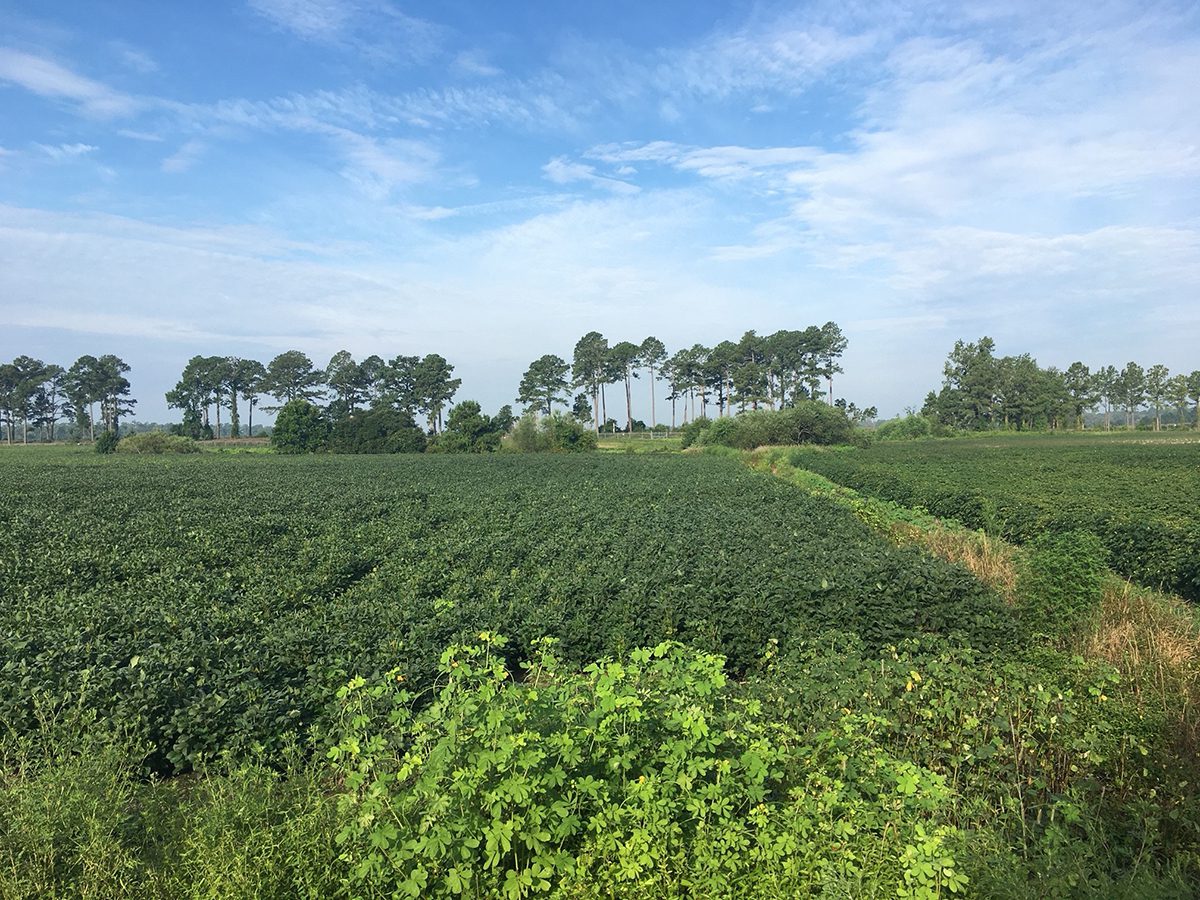 The Coastal Land Trust said it will retain the Trent River property and manage it as a preserve. Photo: Coastal Land Trust