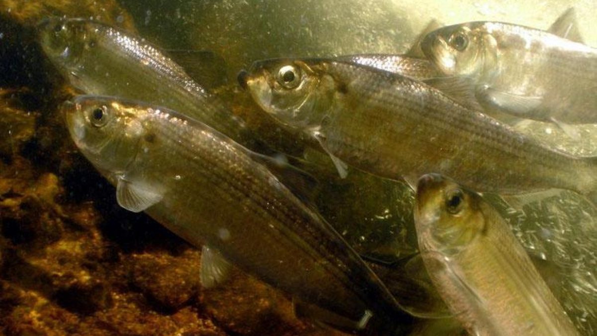 A culvert over Pembroke Creek in Edenton will be replaced to allow herring, like these alewives, to reach their spawning ground. Photo: Jerry Prezioso/NOAA