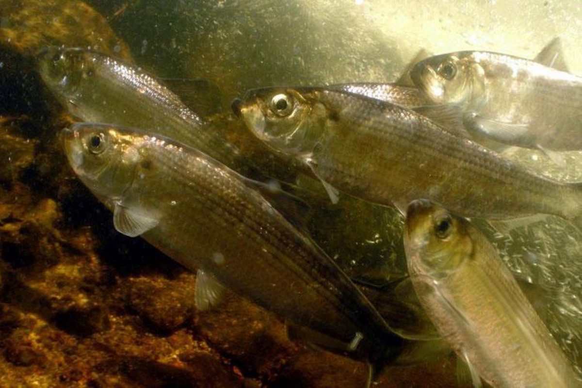 A culvert over Pembroke Creek in Edenton will be replaced to allow herring, like these alewives, to reach their spawning ground. Photo: Jerry Prezioso/NOAA