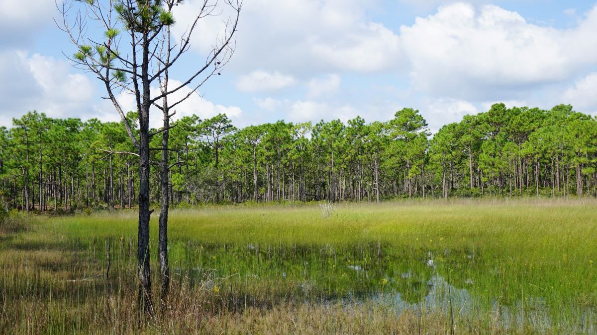 An isolated wetland at Carolina Beach State Park. Photo: Kristie Gianopulos/ ncwetlands.org