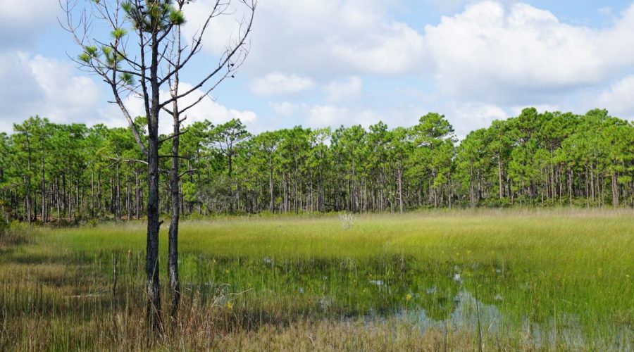 An isolated wetland at Carolina Beach State Park. Photo: Kristie Gianopulos/ ncwetlands.org