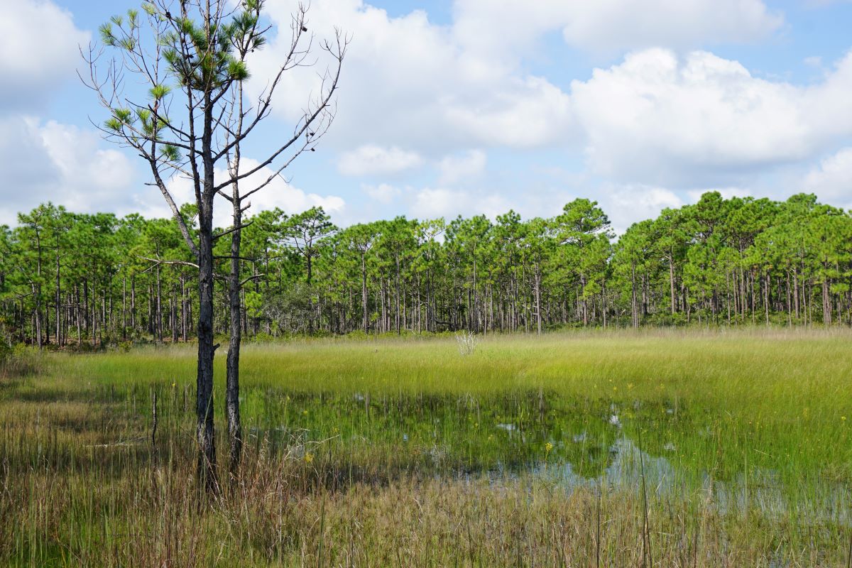 An isolated wetland at Carolina Beach State Park. Photo: Kristie Gianopulos/ ncwetlands.org
