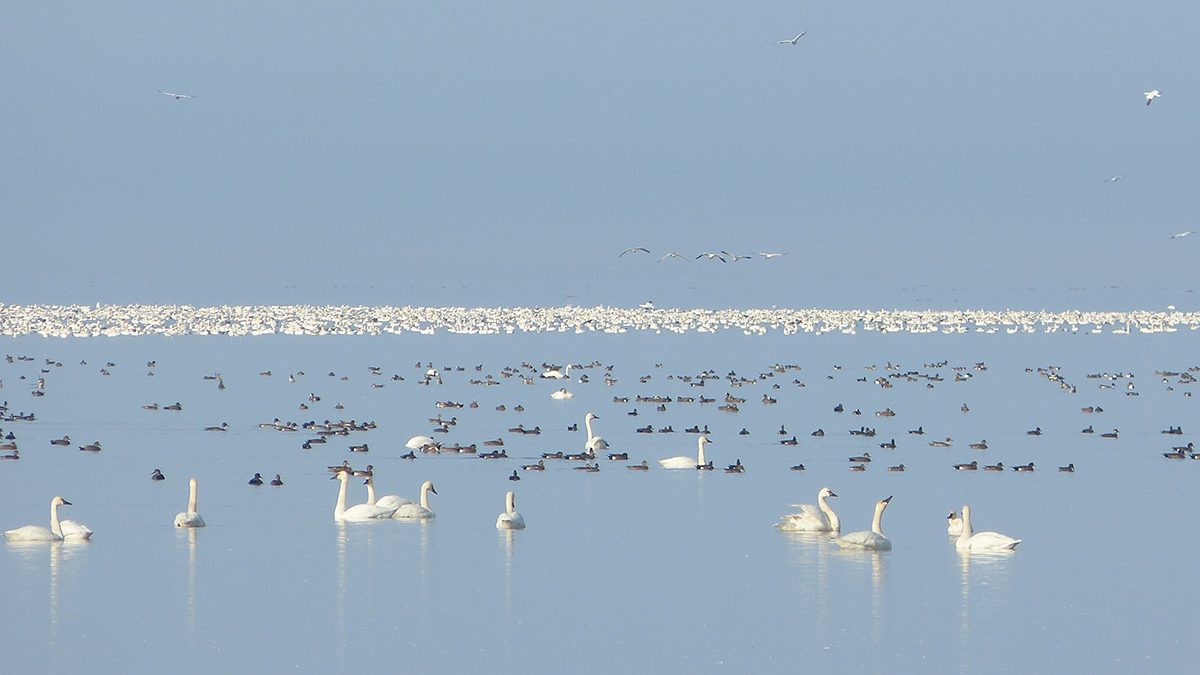 Waterfowl flocks on Lake Mattamuskeet. Photo: Allie Stewart/USFWS