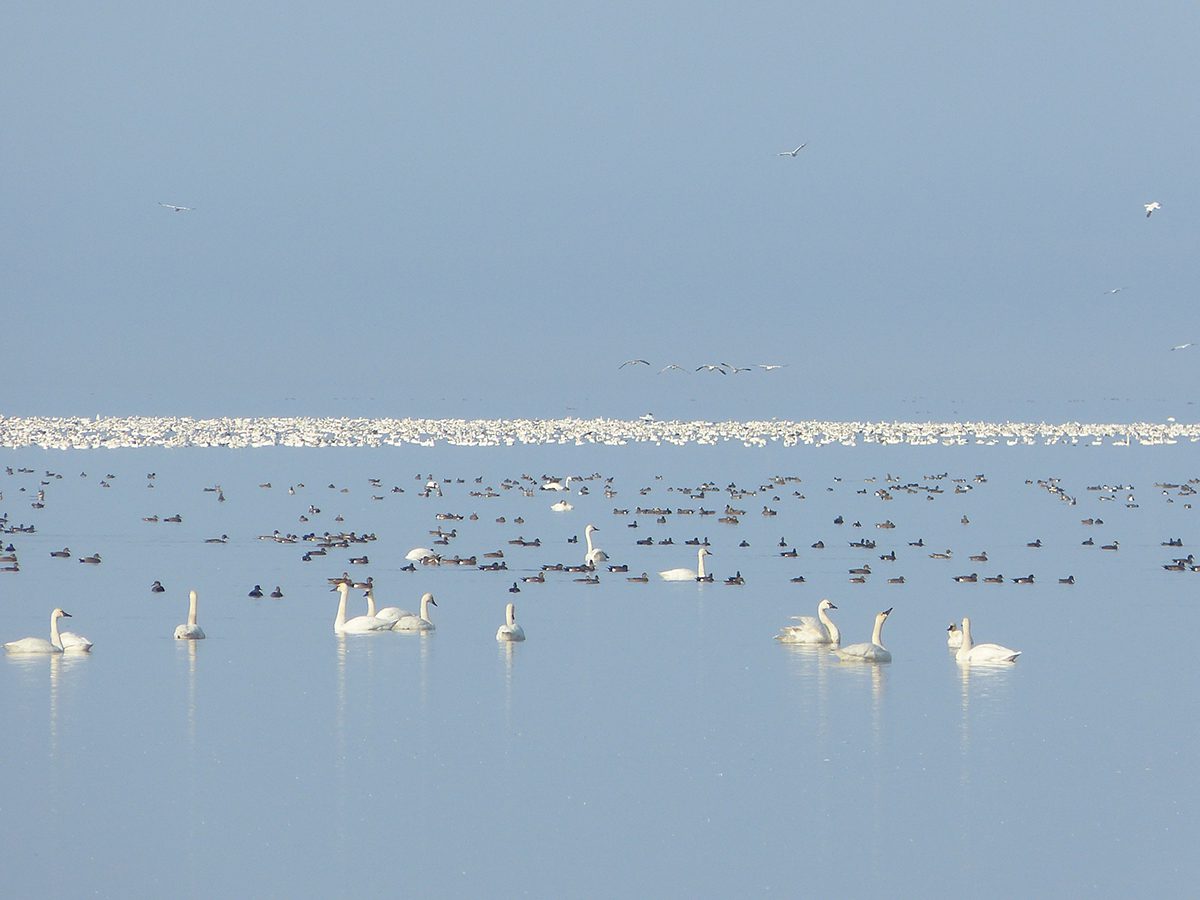 Waterfowl flocks on Lake Mattamuskeet. Photo: Allie Stewart/USFWS