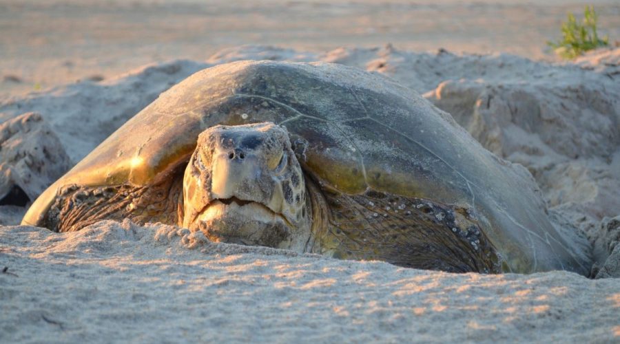 A female green sea turtle spotted still working on her nest. Photo: NPS