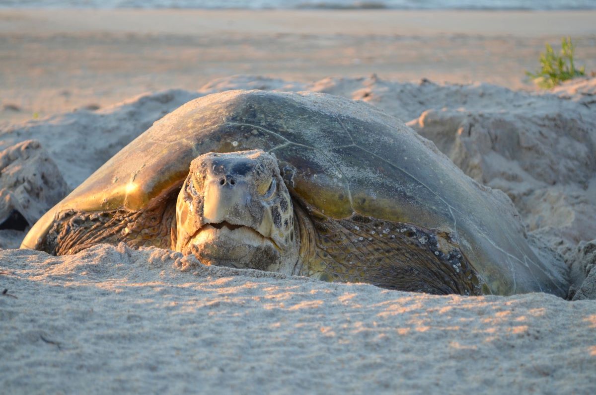 A female green sea turtle spotted still working on her nest. Photo: NPS