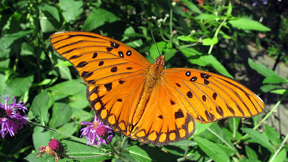 A Gulf fritillary butterfly rests on a flower inside the Butterfly House at Airlie Gardens in Wilmington. Guests can roam the 2,700-square-foot native North Carolina butterfly house that is part of the extensive Airlie Gardens. Admission is required to enter the gardens but is free to New Hanover County residents the first Sunday of every month. Photo: Mark Courtney.