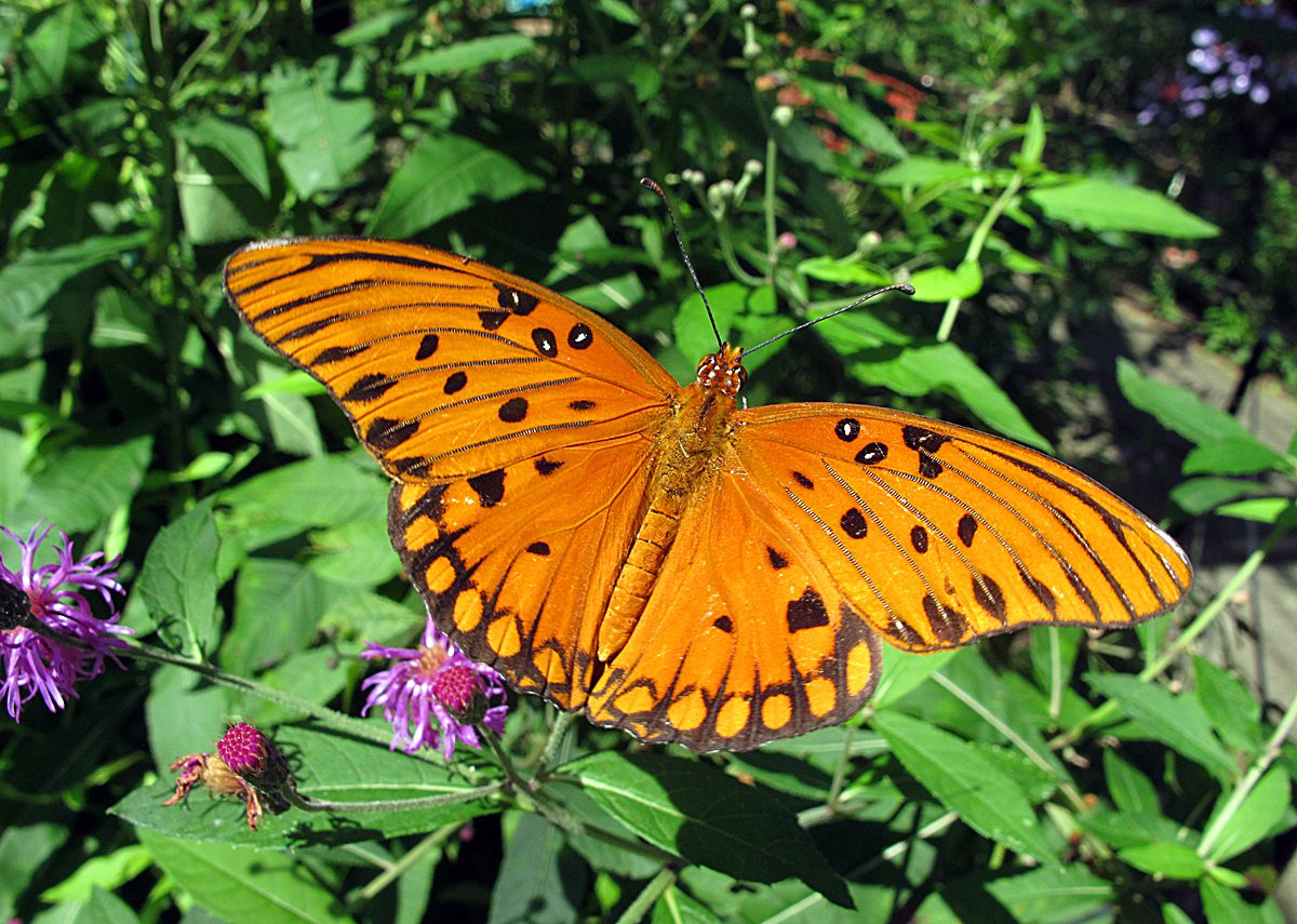A Gulf fritillary butterfly rests on a flower inside the Butterfly House at Airlie Gardens in Wilmington. Guests can roam the 2,700-square-foot native North Carolina butterfly house that is part of the extensive Airlie Gardens. Admission is required to enter the gardens but is free to New Hanover County residents the first Sunday of every month. Photo: Mark Courtney.