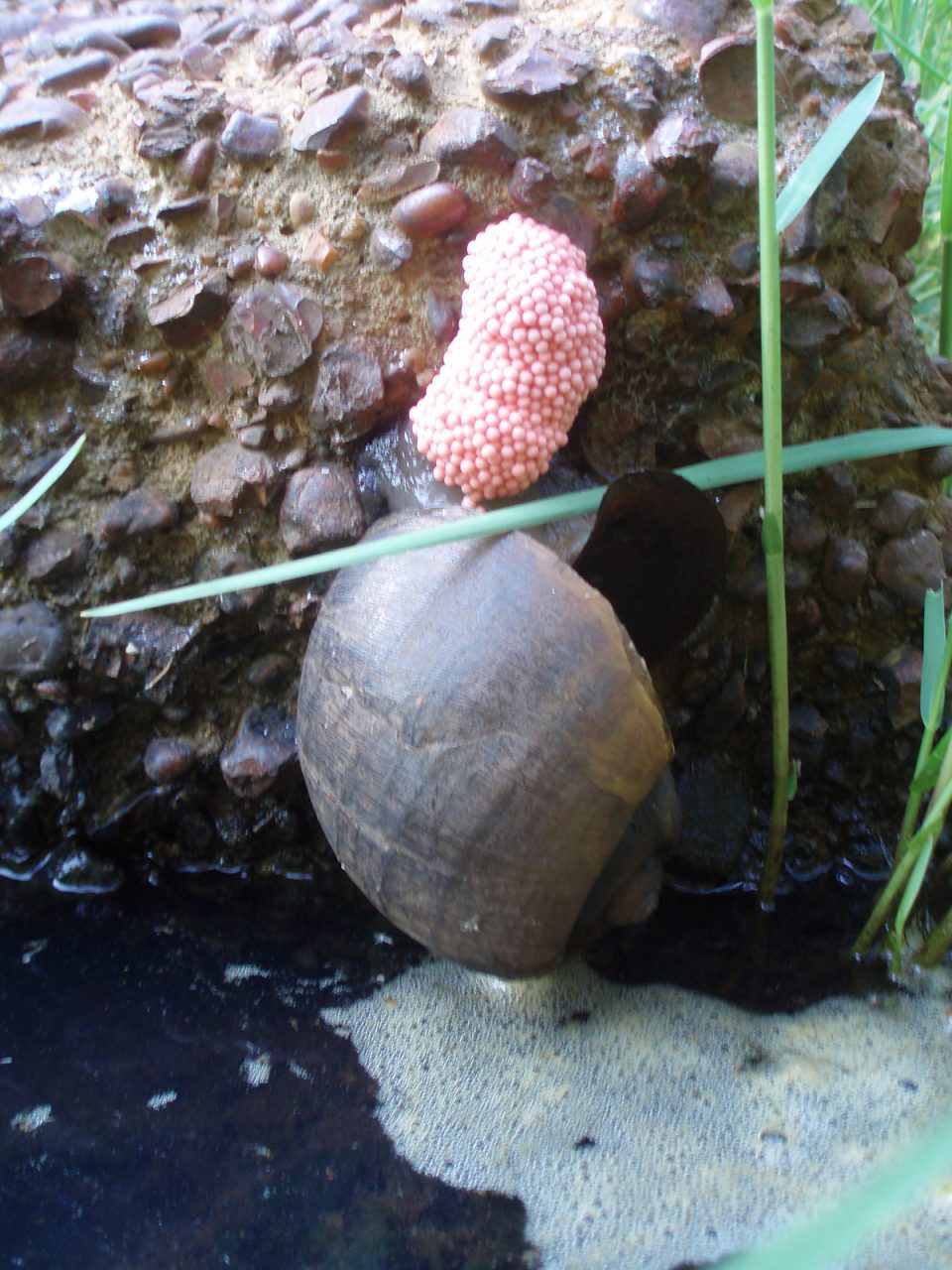 Apple snails lay clusters of bright pink eggs. Photo: North Carolina Wildlife Resources Commission