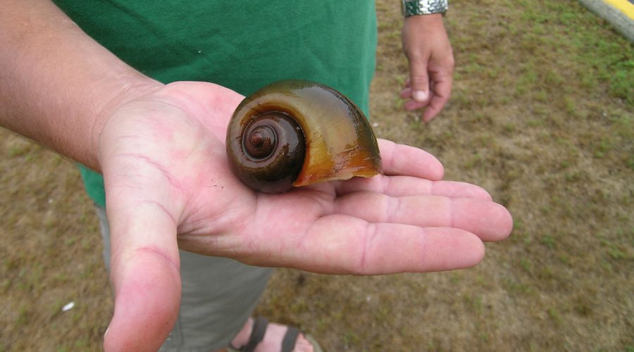 A person holds an apple snail in this 2009 photo from the North Carolina Wildlife Resources Commission.