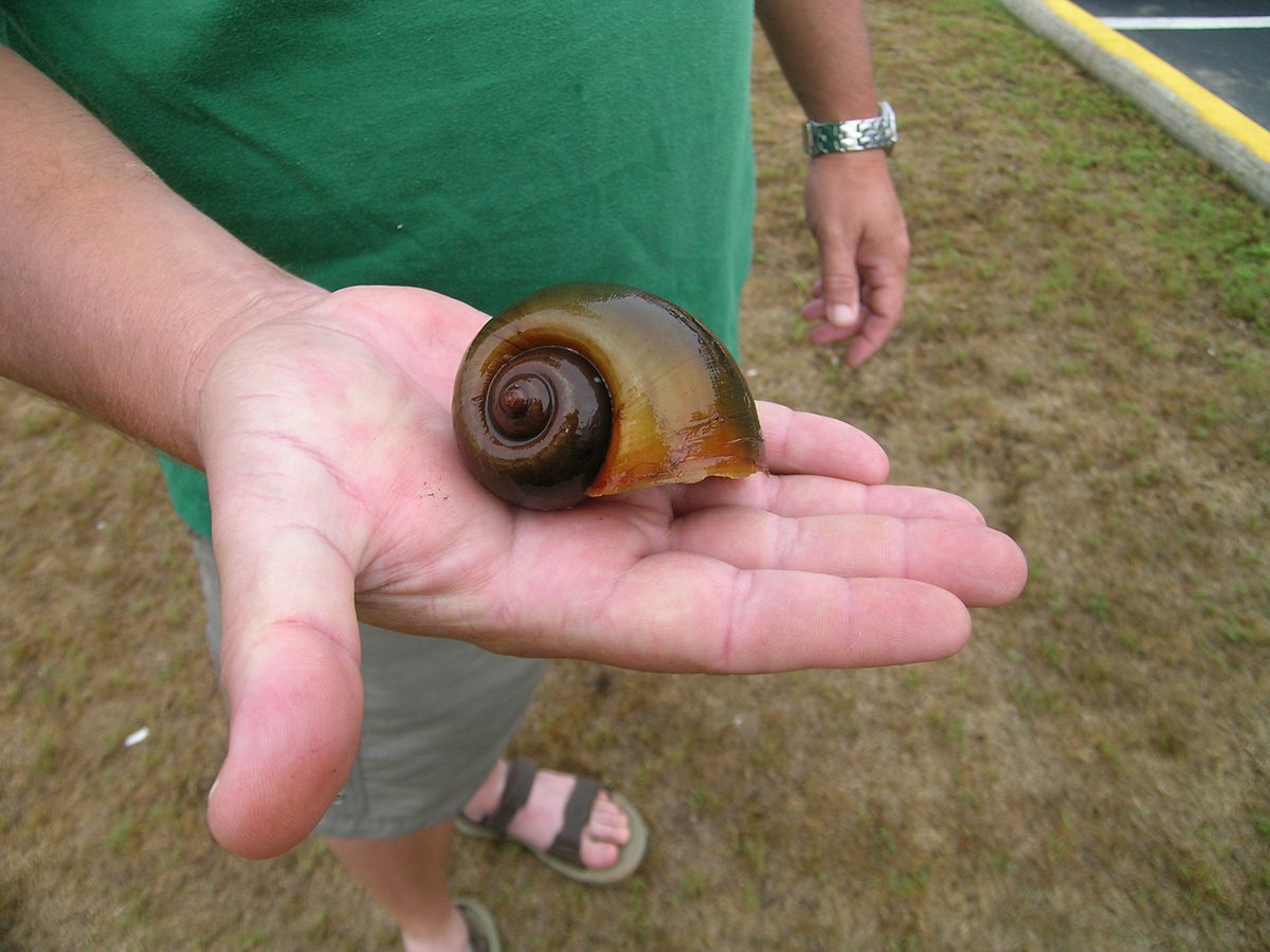 A person holds an apple snail in this 2009 photo from the North Carolina Wildlife Resources Commission.