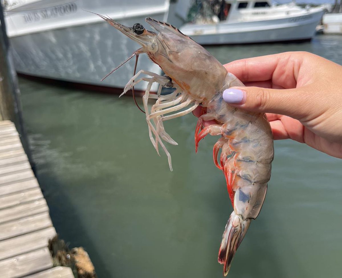 A large wild-caught shrimp. Photo courtesy of Davis Seafood