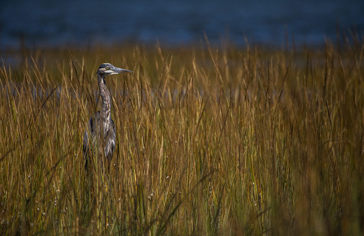 A blue heron hunts in the marsh grass near Conch's Point on Calico Creek in Morehead City. Photo: Dylan Ray