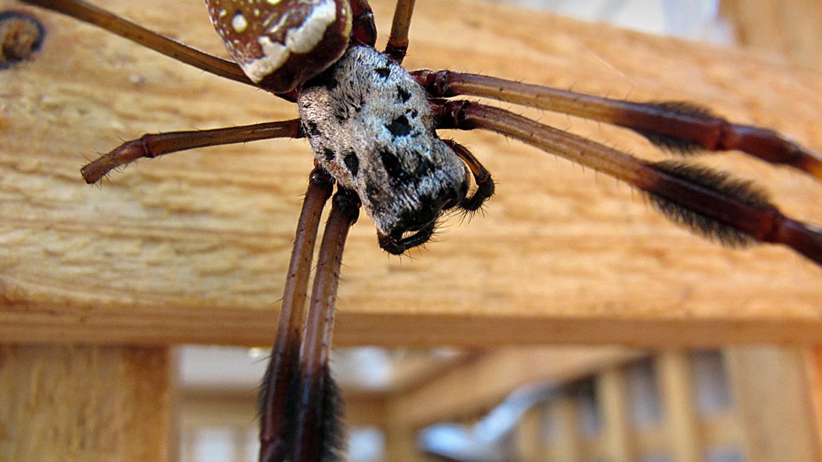 An orb weaver appears to don its Halloween skull mask. Photo: Mark Courtney