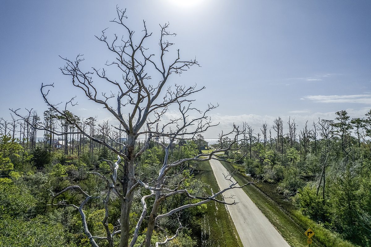 A ghost tree stands guard along Goose Pond Road in Marshallberg on Core Sound. Photo: Dylan Ray