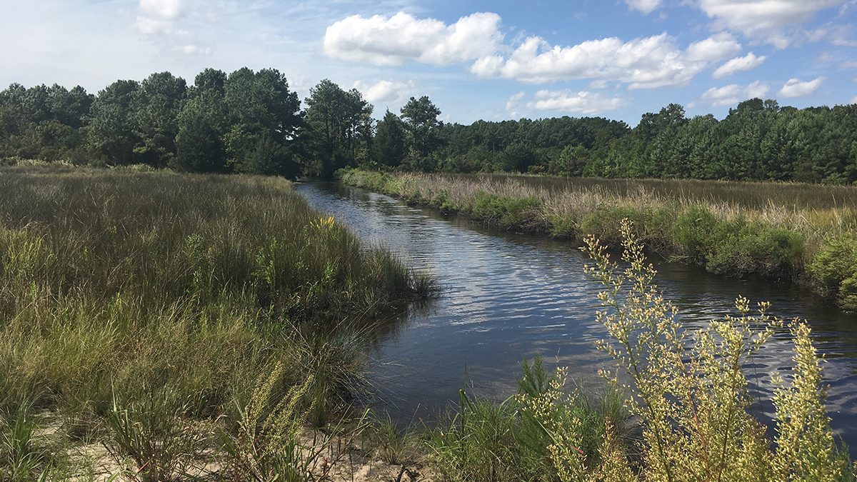 North River Wetlands Preserve. Photo: North Carolina Coastal Federation