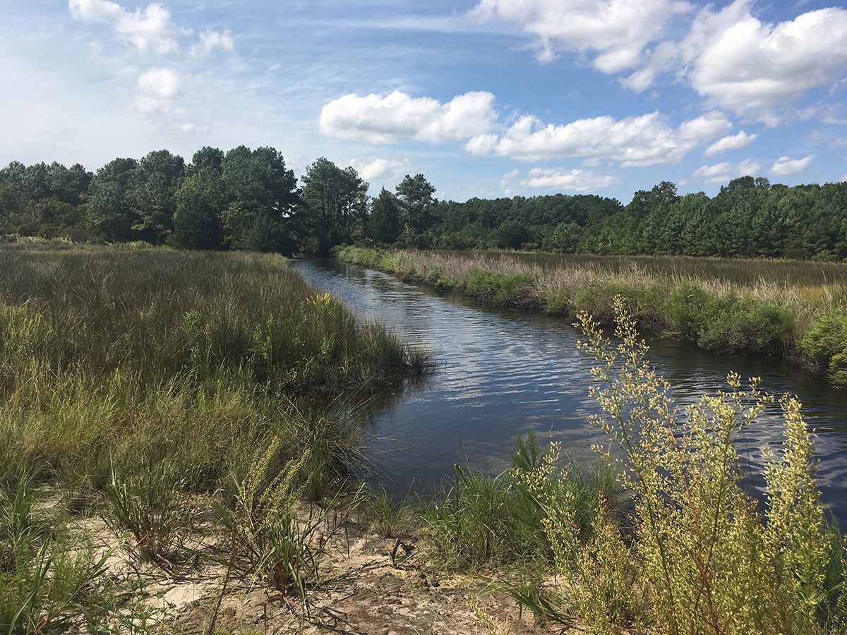 North River Wetlands Preserve. Photo: North Carolina Coastal Federation