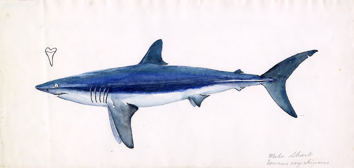 A mako shark illustration by Frank Stick. Image courtesy the Frank Stick Papers and Art Collection at the Outer Banks History Center/N.C. State Archives